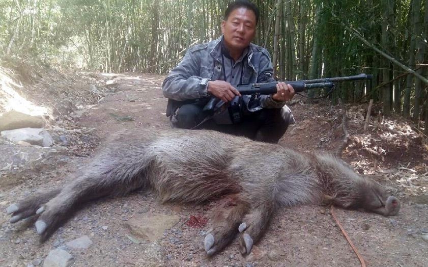 김 부단장이 7일 사살한 멧돼지
