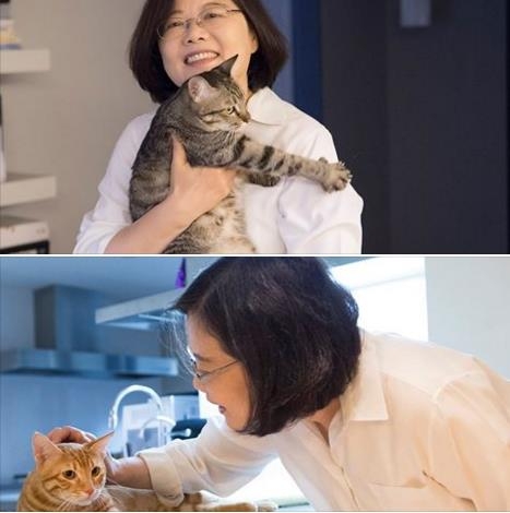 차이잉원 총통과 고양이
