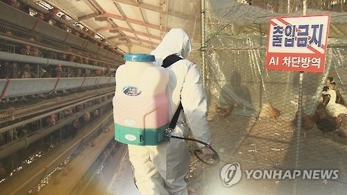 10만마리 이상 사육농가, AI 발병률 최대 548배 높다 - 1