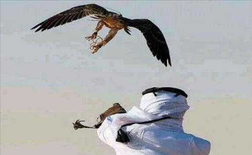 매를 이용해 사냥하는 아랍인 