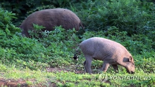 '멧돼지 피해 예방'…포천시, 기동포획단 운영 - 1