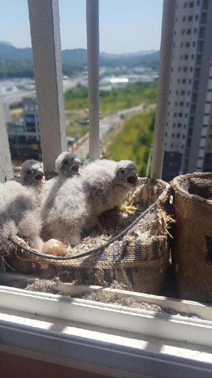 아파트에 천연기념물 황조롱이 둥지