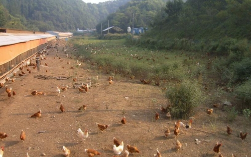 방목으로 키우는 산란계 복지농장