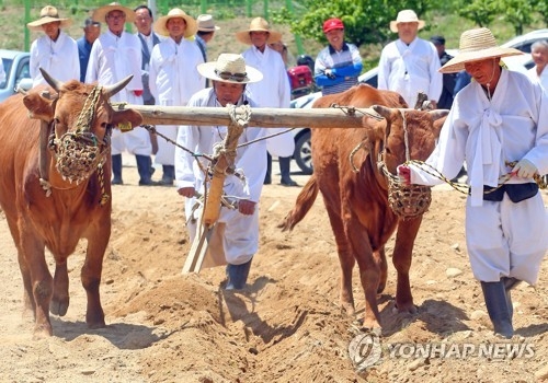 "이랴∼이랴" 홍천서 '겨릿소 밭갈이' 시연 눈길 - 2