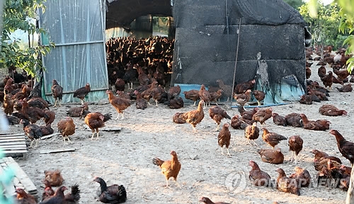 (부산=연합뉴스) 김선호 기자 = 4일 조류인플루엔자(AI) 양성반응이 나온 부산 기장군의 한 닭·오리 사육농가. 기장군과 검역당국은 해당 농가의 닭·오리를 살처분하고 농가 주변을 출입 통제하는 등 방역활동을 강화하고 있다. 2017.6.4