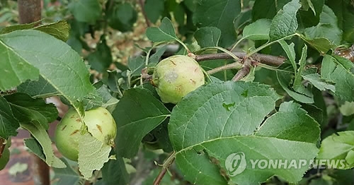 상처 난 사과