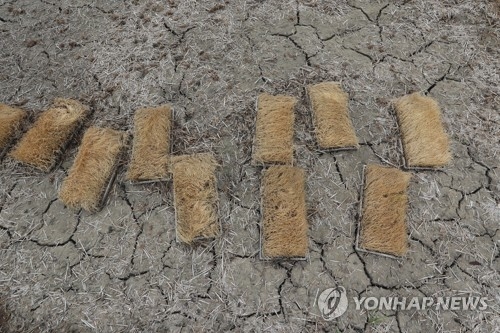 모내기를 미루는 사이 말라죽은 모판.