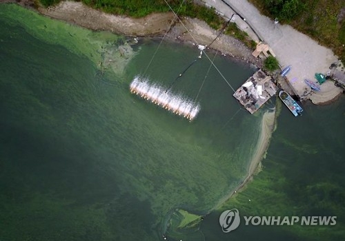 녹조 띠 발견된 도동나루터