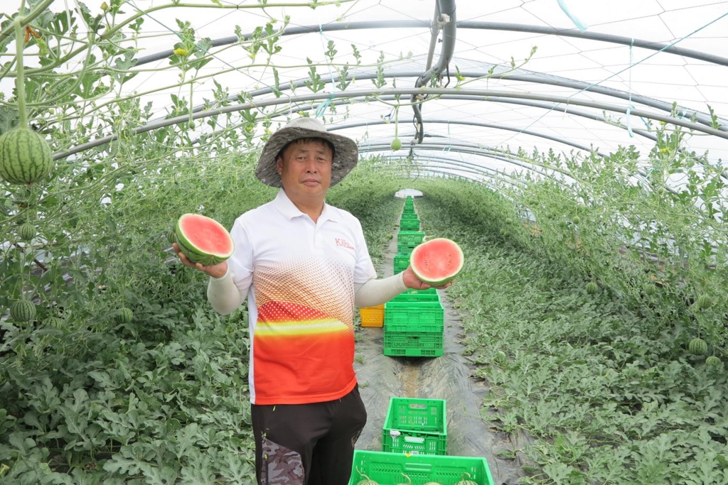 사과수박 첫 수확했습니다