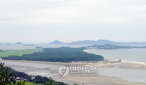 한반도 모양 해송 숲
