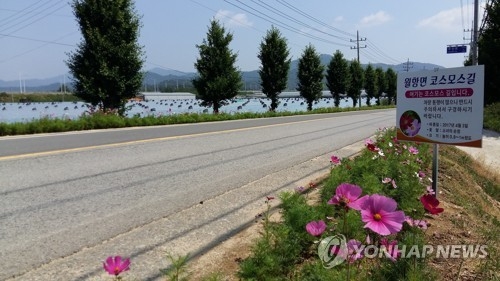 때 이른 코스모스