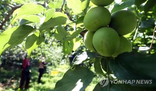 하동 매실