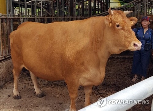 한우의 고장 횡성에 '무게 1천㎏ 슈퍼암소' 화제(종합) - 1