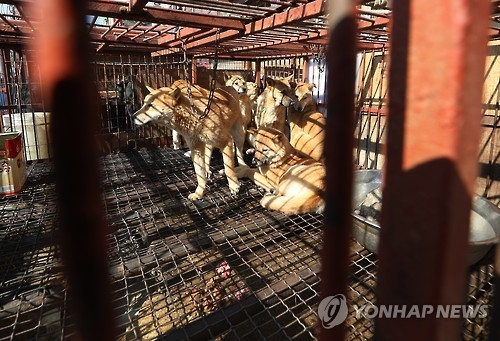 우리에 갇힌 식용 개
