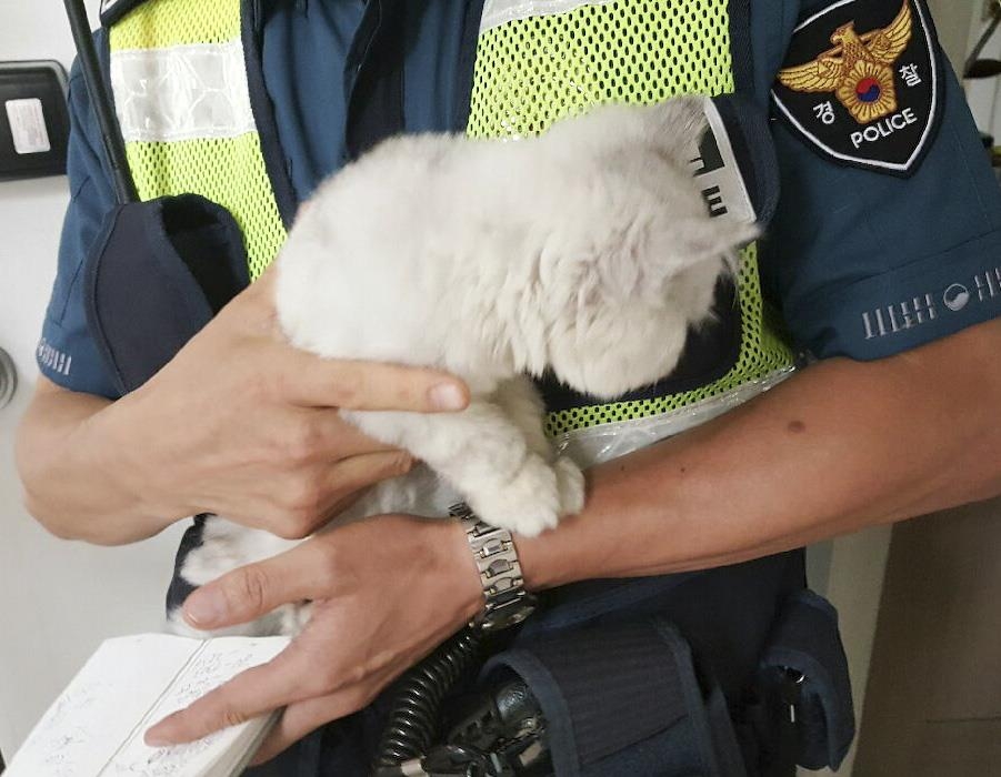 문틈으로 사라진 페르시안 고양이…손짓 유인해 훔쳐간 청년 - 1