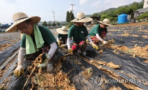 적막했던 농촌마을 왁자지껄 농활 대학생들로 '활기'(종합) - 1