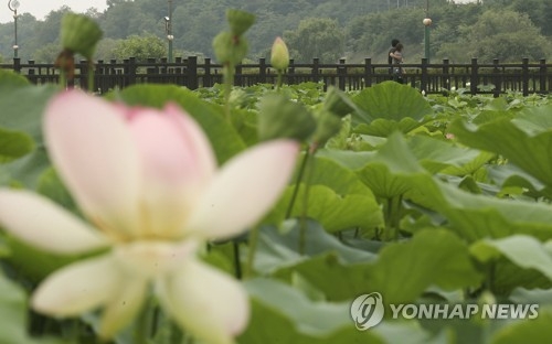 비오자 연꽃 활짝