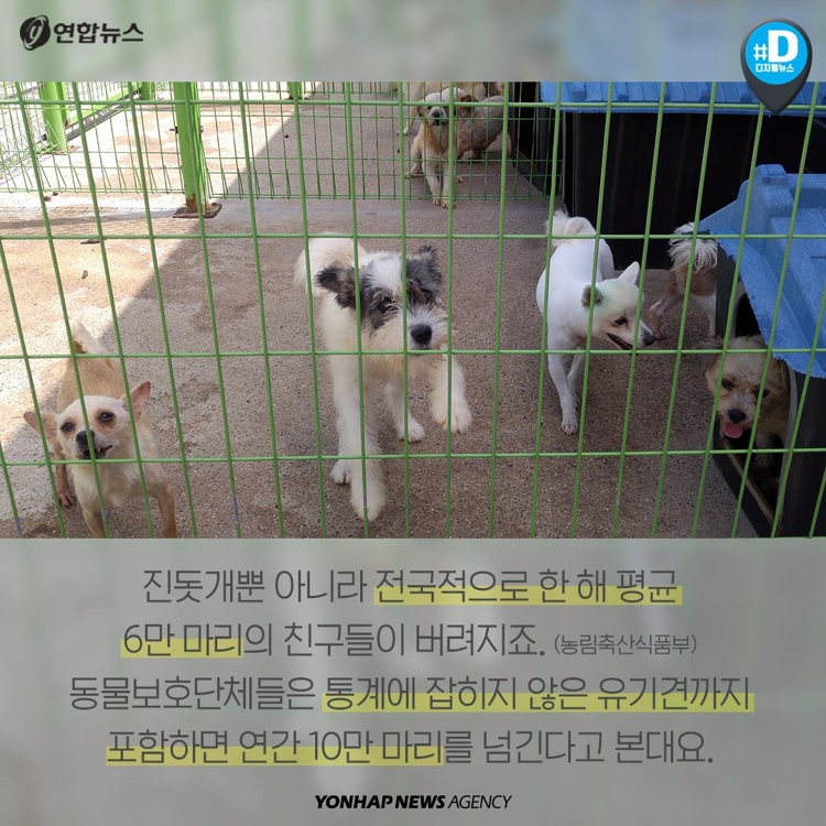 [카드뉴스] "국내 멸종 위기 강아지 단돈 5만원에 팝니다" - 10