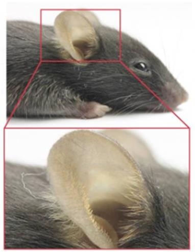 실험 쥐와 쥐의 귀를 확대한 모습. [경북대 제공]