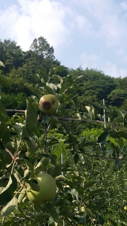 병든 사과