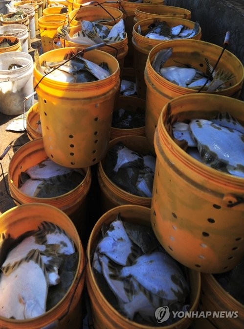 폭염으로 폐사한 물고기. [연합뉴스 자료사진]