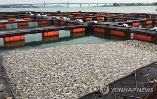 폐사한 돌돔