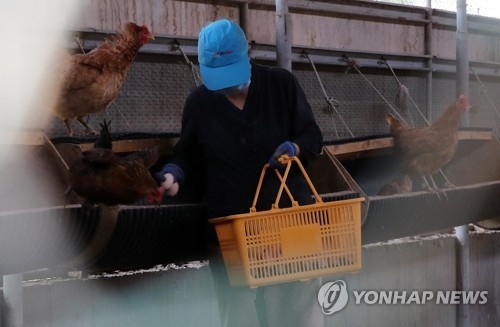 달걀 이어 닭에서도 DDT 검출