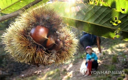 밤이 익어가는 계절