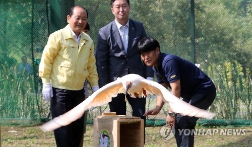 힘차게 비상하는 따오기