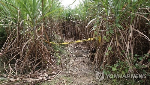 한인 시신 발견된 사탕수수밭