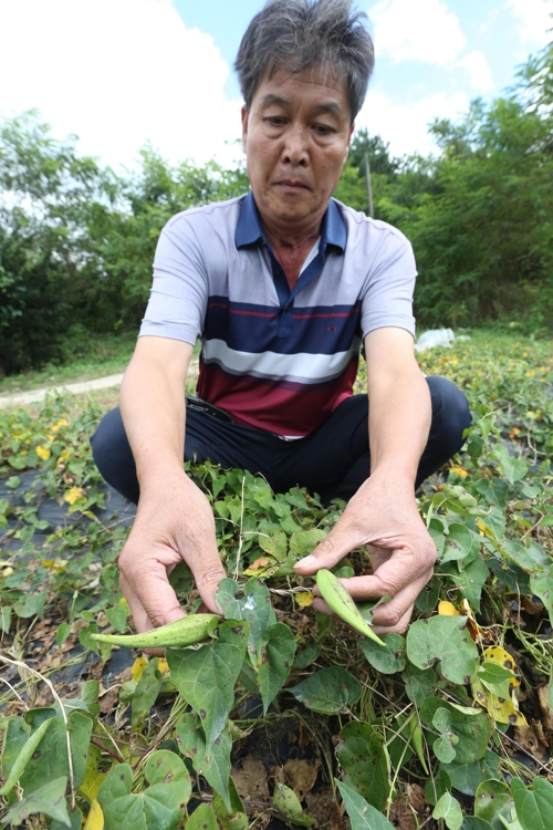 자신이 재배한 백수오를 살펴보는 유덕종씨의 모습.