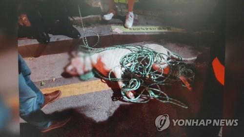 주민 물던 맹견