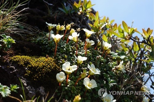 백록담 자생 멸종위기종 돌매화나무