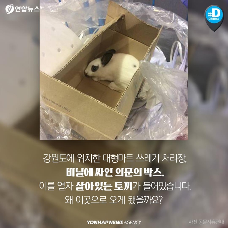 [카드뉴스] 대형마트 쓰레기장에 살아있는 토끼 버려진 이유는 - 2