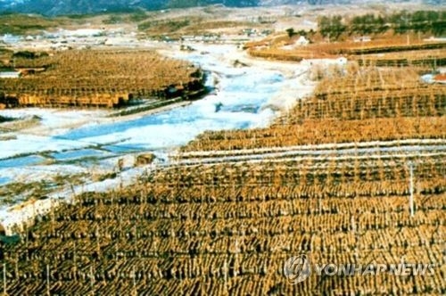 1990년대 초 횡계리 황태덕장[연합뉴스 자료사진]