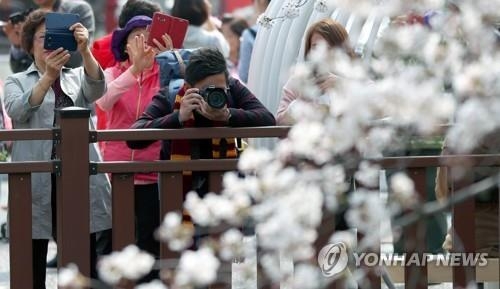 진해 벚꽃 찰칵
