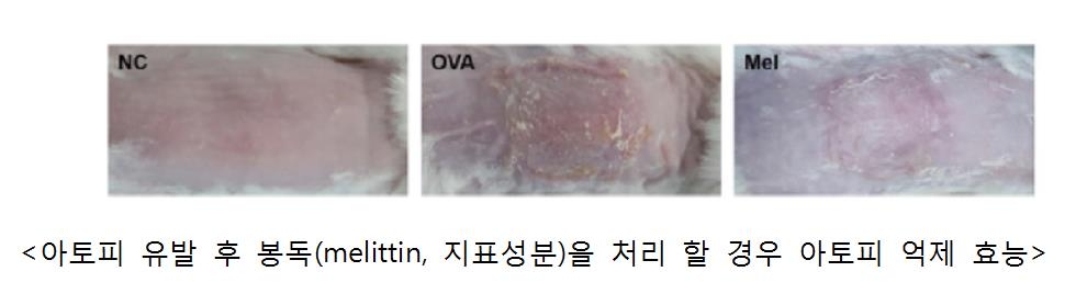 실험용 쥐 연구 결과
