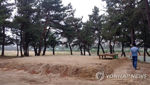 강릉 바닷가 소나무숲 훼손