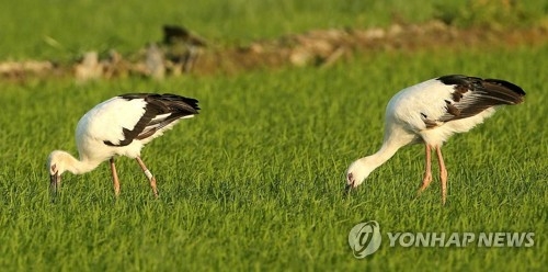 47년 만에 여름에 발견된 자연 황새