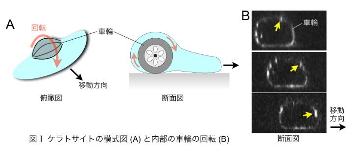 야마구치 대학 홈페이지 캡처