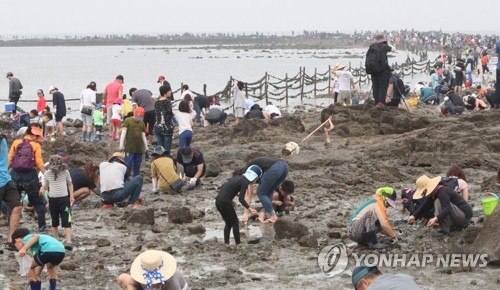 신비의 바닷길에서 해산물을 잡는 관광객들