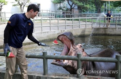 전주동물원 하마 모습[연합뉴스 자료사진]