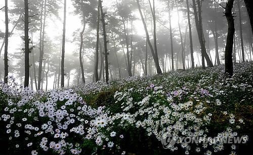 정읍 구절초테마공원