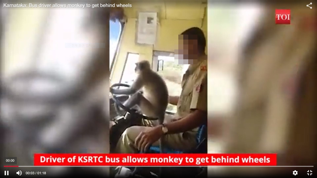2018년 10월 1일 인도 남서부 카르나타카 주의 버스 운전사가 운전대에 원숭이가 올라탄 상황에서 버스를 몰고 있다. [타임스오브인디아 홈페이지 캡처=연합뉴스]