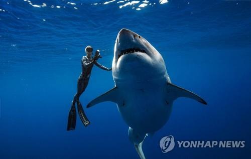 하와이 인근서 길이 6m짜리 백상아리 목격돼 - 3