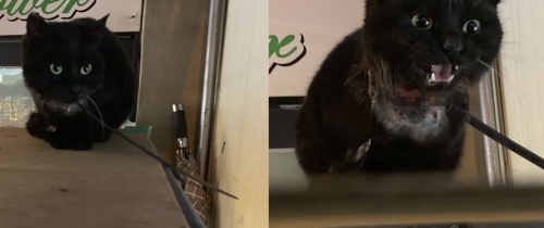 플라스틱 끈에 목이 묶여 깊은 상처가 난 새끼 고양이
