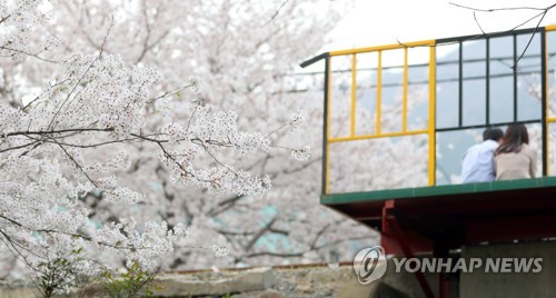 지난해 진해 군항제 경화역 주변
