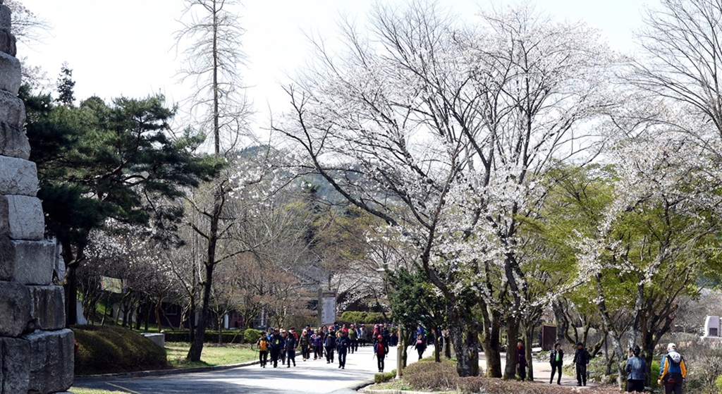 모악산에 핀 벚꽃(자료사진)