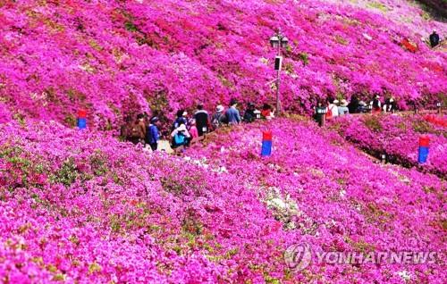 군포 철쭉동산