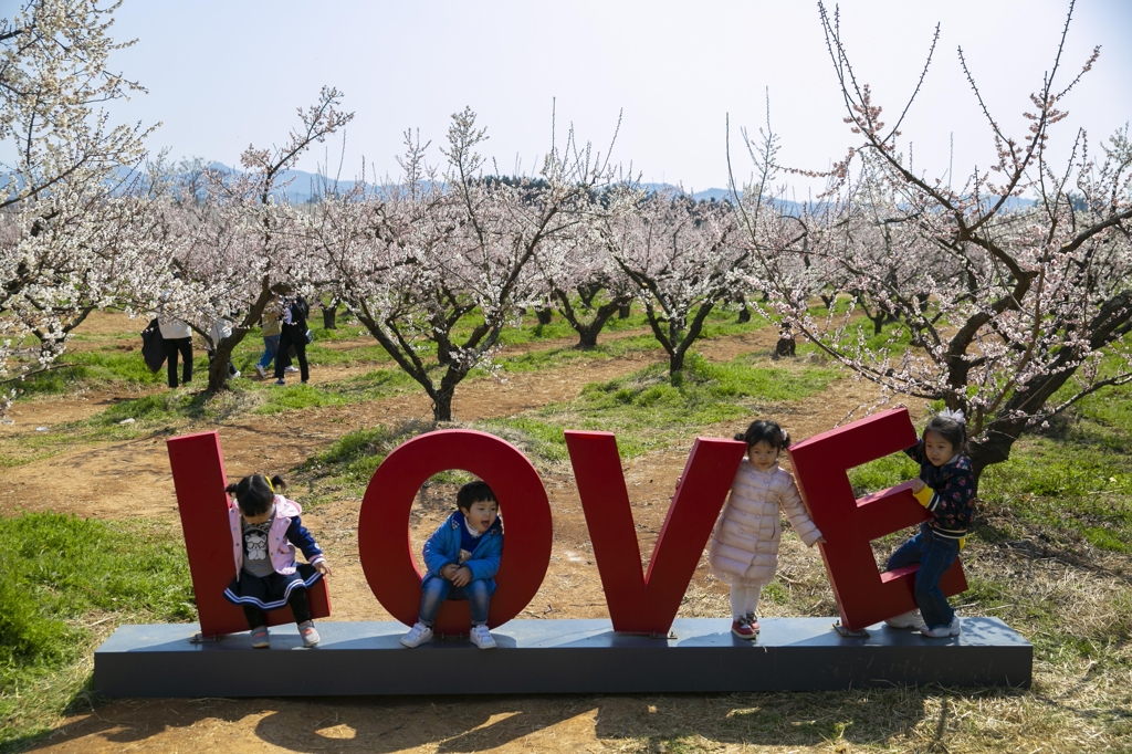 보해매실농원 매화축제.
